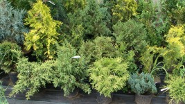 Thuja